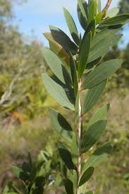 Image result for Melaleuca