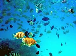 Bora Bora French Polynesia Fish Bora Bora Marine Life
