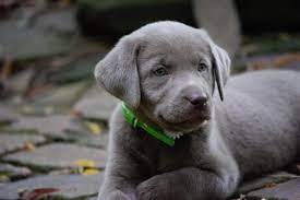 Maybe you would like to learn more about one of these? Silverwaterlabs Pricing We Sell Silver Charcoal Fox Red Labradors