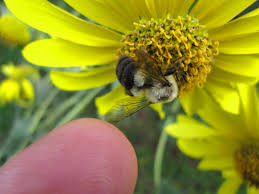 White, red, orange, green, blue, and. Attracting Bees To Your Garden 10 Helpful Tips A List Of Plants That Attract Bees The Green Living Guide