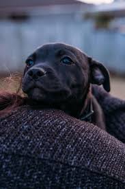 Real Estate Marketing Reviews Meet Onyx My 13 Week Old Staffy Cute Animal Pictures Cuteness Overload Cute Puppies