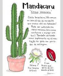 How many types of cacti are there? 110 Cactus Ideas Cactus Cacti And Succulents Plants