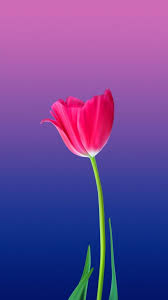 Pin By Beautiful Flowers Excellent Pe On One Wallpapers In 2020 Flower Phone Wallpaper Beautiful Flowers Wallpapers Beautiful Landscape Wallpaper