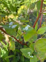 Image result for Fagopyrum