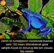 zehirli ok hayvanlar kitap alintilari bilgi