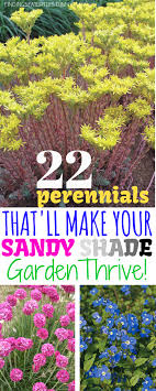 50 Perennials 22 Sandy Soil Perennials For Shade Finding Sea Turtles 22 Sandy Soil Perennials For Shade Perennia Shade Perennials Perennials Sandy Soil