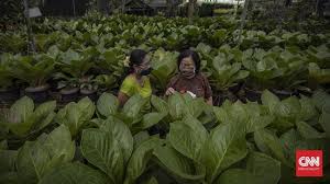 Apabila kamu memiliki taman di belakang atau teras rumah, maka tanaman hias daun ini dapat menjadi salah satu pilihan untuk membuat tamanmu lebih asri. Destinasi Wisata Belanja Tanaman Hias Di Ragunan