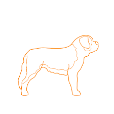 Saint Bernard Dimensions Drawings Dimensions Guide