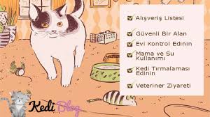 Yeni Kedi Sahiplenme Rehberi Ilk Defa Kedi Sahipleneceklerin Bilmesi Gerekenler