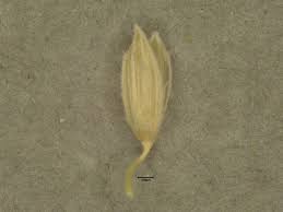 Image result for Digitaria pulchra