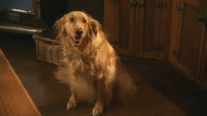 Who came from the planet krypton? Shelby Smallville Wiki Fandom