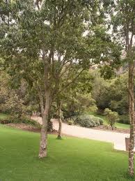 Image result for Heteropyxis natalensis