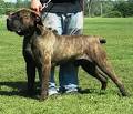 American Bandogge Mastiff ( Bulldog Mastiff Cross) Info ...