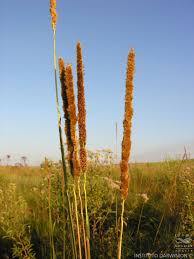 Image result for Eriochrysis