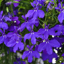 Image result for lobelia