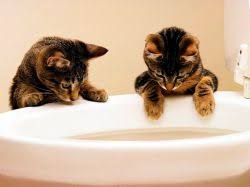 Biasanya ikan rebus tak mendatangkan masalah, tapi kita kena rebus kosong sahaja. Anak Kucing Itu Mempunyai Cirit Birit Dengan Darah Proektdem Com