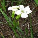 Image result for Exochaenium