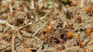 As well as what pest control professionals the treatments that the pest control services use are not harmful to humans so don't worry about the treatment. Davie Fl Termite Extermination Termite Control Termite Removal