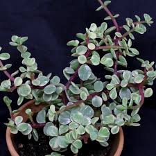 Image result for Portulacaria