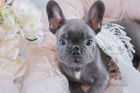 We have everything you are looking for! Blue Frenchie Puppies Davie Florida Teacup Puppies Boutique