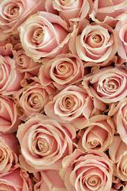Check spelling or type a new query. Pink And Rose Gold Flowers Novocom Top