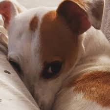 Maybe you would like to learn more about one of these? Puppy Love Dog Grooming Salon Photos Facebook