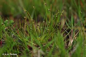 Image result for Isolepis setacea