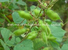 Image result for Rhynchosia goetzei