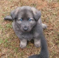 This page was last updated on. Wolfgang Haus German Shepherd Puppies