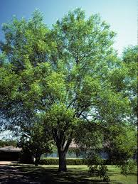 Image result for Fraxinus velutina