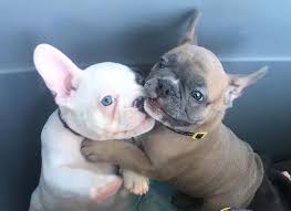 Breeding only the very best blue english bulldogs & frenchie puppies. View Ad French Bulldog Puppy For Sale Near California San Jose Usa Adn 16620