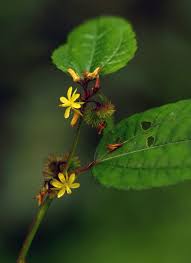 Image result for Triumfetta annua