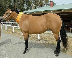 A buckskin horse holds the eyes of amber color. Buckskin Horse Variations Fasrperfect