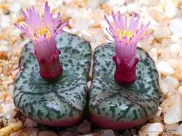 Conophytum Obcordellum Mundum These Flowers Open By Night And Are Sweetly Scented By F Arias Unusual Plants Weird Plants Plants