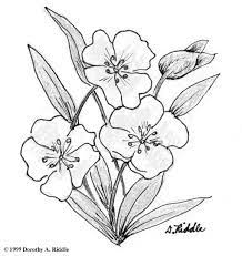 Primrose Flower Drawing Google Search Flower Drawing Flower Sketches Paper Quilling Patterns