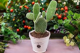 As long as it's about succulents you may post it here! The Cyprus Cactus And Succulent Society Is Organising Its 12th Annual Exhibition Of Cacti And Other Succulents Sunday 12th May At The Exhibition Area Caves Of The Acropolis Park