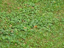 It is naturalized from ontario south to georgia, west to kansas, and on the pacific coast. Is This Plant A Weed Garden University Of Minnesota Extension