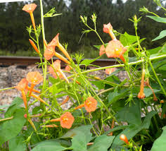 Image result for Ipomoea crassipes