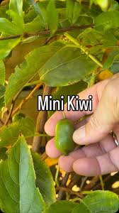 Image result for foto minikiwi