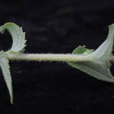 Image result for Alectra sessiliflora