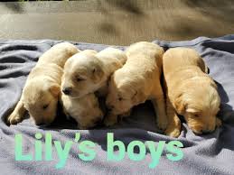 Training your puppy is one of the best things you can do with them. Tennessee Golden Retriever Puppies Home