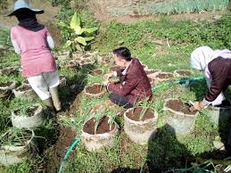 Berita Agribisnis Jurusan Yang Menjanjikan Dan Berprospek Bagus Masoem University