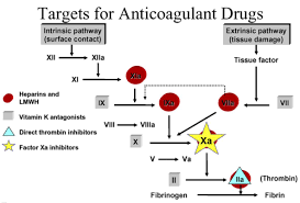 Anticoagulation Basic Science Orthobullets