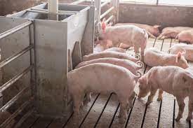 Porci De Vanzare Din Rasele Duroc Si Pietrain 0727 649 200