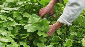Image result for Malva verticillata