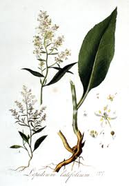 Image result for Rhipidoglossum delepierreanum