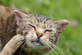 They are flat and segmented each segment contains the eggs of the tapeworm. Parasites Cat Health Cats Guide Omlet Uk