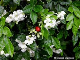 Image result for Murraya paniculata