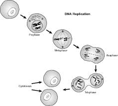 Interphase and the mitotic (m) phase. Cell Theory Form And Function Cell Cycle Interphase Mitosis Cytokinesis
