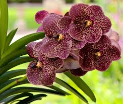 Vanda wightii is an epiphytic orchid which is endemic to the western ghats in the states of karnataka, kerala and tamil nadu in. Ansu Anco Pure Vanda Floral Fundamentals